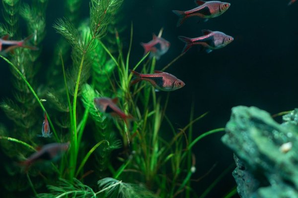 aquarium ammonia levels