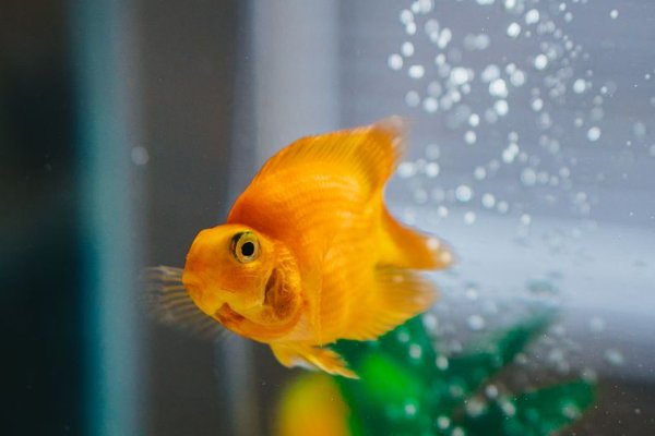 aquarium water parameters