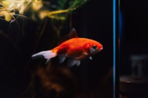 Best Beginner Freshwater Fish for a Low-Stress First Aquarium