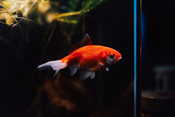 best beginner freshwater fish