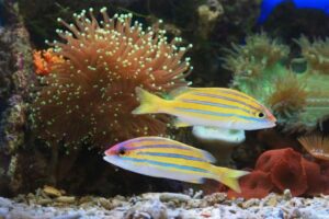 Best Beginner Saltwater Fish for a First Marine Aquarium