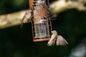 Best Time of Day for Bird Watching and What You May See