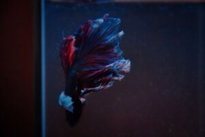 Betta Fish Feeding Guide: Food, Portions, and Frequency