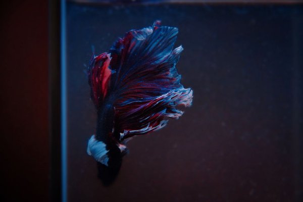 betta fish feeding guide