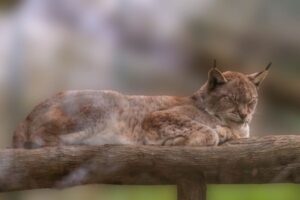 Bobcat vs. Lynx: Key Differences in Size, Paws, and Habitat