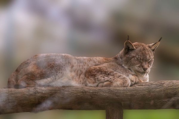 bobcat vs lynx