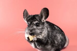 Chinchilla Feeding Guide: Hay, Pellets, Water, and Treats
