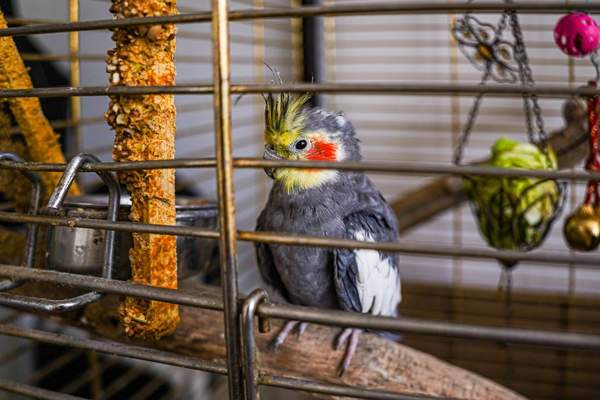 cockatiel care for beginners