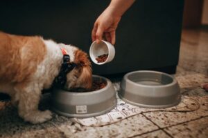 Dog Feeding Guide by Age: Puppy to Senior