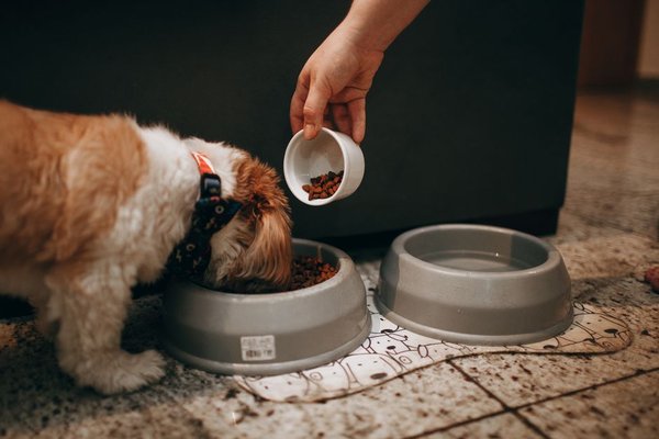 dog feeding guide by age