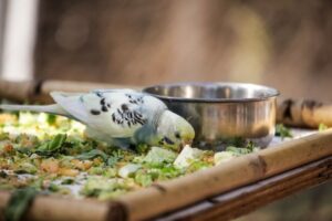 Foods Toxic to Pet Birds: What Owners Should Avoid