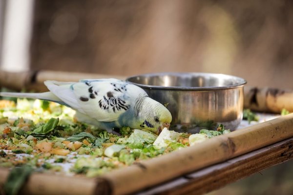 foods toxic to pet birds
