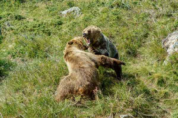 grizzly bear vs black bear