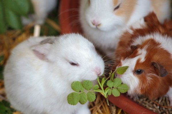 hamster vs guinea pig vs rabbit for kids
