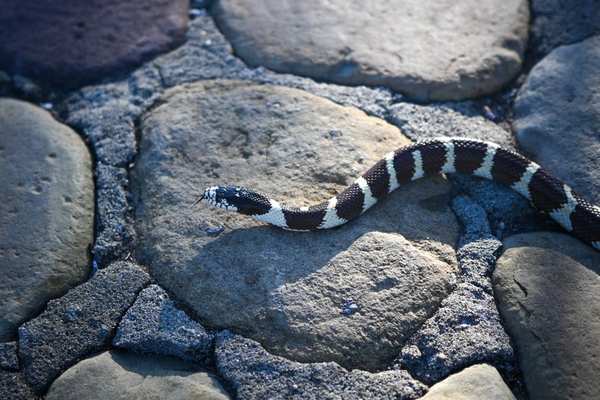 kingsnake care