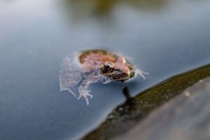 Pet Frog Care: Habitat, Humidity, Feeding, and Handling