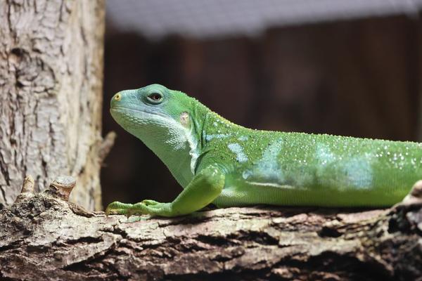 reptile humidity levels