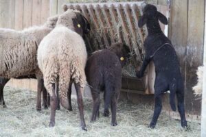 Sheep Feeding Guide: Forage, Minerals, Grain, and Water