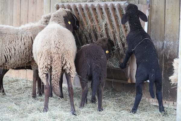 sheep feeding guide