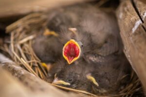 What to Do If You Find a Baby Bird: Nestling vs Fledgling