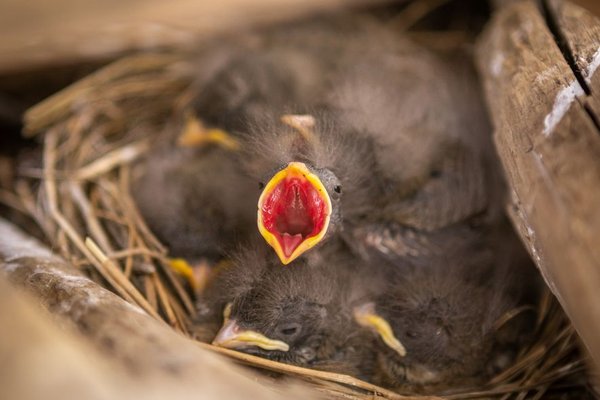 what to do if you find a baby bird