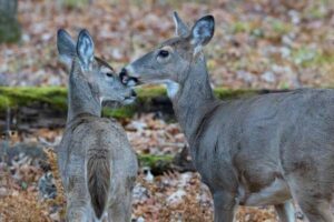 White-Tailed Deer Behavior: Feeding, Rut, Movement, and Signs