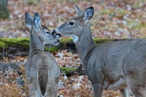 white tailed deer behavior